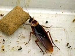 These traps use a scent or other forms of bait to lure roaches. Pest Control Roaches Springfield Missouri