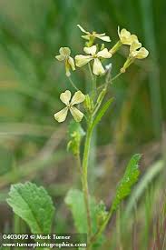 Image result for Raphanus