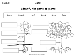 Parts Of A Plant A Tree Lesson Plan Worksheet Plants Worksheets Parts Of A Plant Plant Lessons