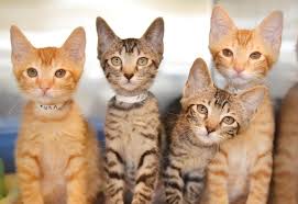 The humane society is so popular here, a couple of hours offline isn't going to have an effect. Over 600 Shelter Pets From Hawai I To Board Largest Pet Rescue Flight In History Maui Now