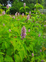 Image result for Barleria boehmii