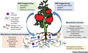 In china, agricultural production and pest management systems capitalize on low labor costs, and generally follow the goal of an ecological approach to conservation biological control is to modify the intensity and frequency of disturbance to the point where natural enemies can function effectively. Plant Microbiome Engineering Expected Benefits For Improved Crop Growth And Resilience Trends In Biotechnology