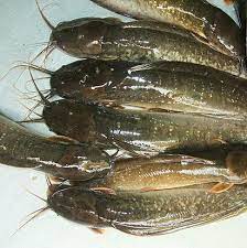 Ikan ternakan ikan keli boleh dipelihara di dalam kolam besar atau sekadar di dalam kolah. Ikan Keli Organik Photos Facebook