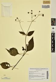 Image result for Adenostemma mauritianum