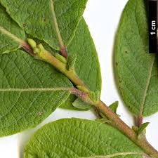 Image result for Salicaceae