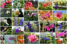 Nice Pictures From 2012 Season In The Garden