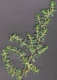 Image result for Polygonum aviculare