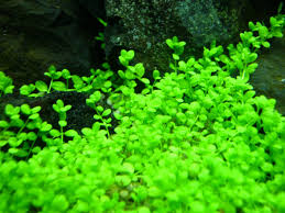 Bila bedengan yang dibuat selebar 2 meter, akan terdapat setidaknya 3 baris. Flora Aquascape Design Jakarta