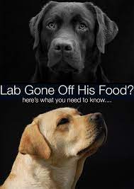 My Dog Won T Eat What To Do When Your Dog Is Off His Food Labrador Retriever Training Dog Medicine Labrador
