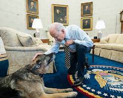 The biden family has a younger dog, major, who recently received more training to help him become more acquainted with living in the white house. Biden Family Announces The Death Of Beloved German Shepherd Champ