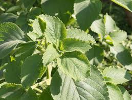 Image result for Coleus barbatus