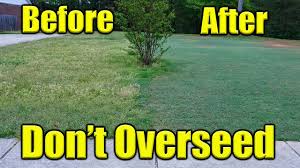 It is a dense grass with a medium to low growth. Overseeding Bermuda Lawn