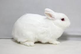 Spaying is a common surgery that we do in order to prevent unwanted litters of kittens as well as to reduce the risk of medical conditions such as mammary. Barley S Neutering Rabbito
