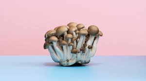 are mushrooms healthy heres what experts say time