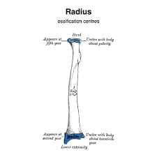 Hand anatomy metacarpals phalanges bones carpals illustration labels radius ulna. Radius Radiology Reference Article Radiopaedia Org