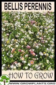 Click the edit button to add them! Bellis Perennis How To Grow Care