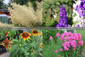 Sommerstauden Von A Z Nach Farben Und Winterharte Blutenfarben Pflanzen Garten Anpflanzen