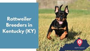 If you are unable to find your rottweiler puppy in our puppy for sale or dog for sale sections, please consider looking thru thousands of rottweiler dogs for adoption. 4 Rottweiler Breeders In Kentucky Ky Rottweiler Puppies For Sale Animalfate