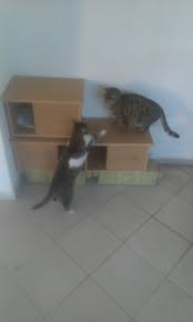 Adore Mobilya Kedi Evi Kampanyasi 1268371 Uludag Sozluk Galeri