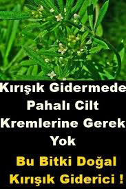 Kirisik Giderici Yogurt Otu Ve Faydalari Mutfakgram Otlar Sifali Otlar Yogurt