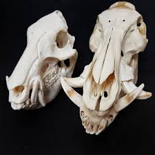 For Skullsundays Today I Have My Peccary Javelina Left And Wild Boar Right I Have A Few Other Different Pig Typ Animal Skeletons Wild Boar Animal Skulls