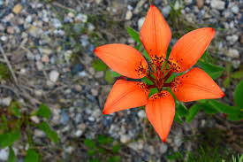 Wood Lily Lilium Philadelphicum Observed By Larryhalverson On June 28 2018 Inaturalist Org Desert Rose Plant Types Of Orchids Yucca Plant Care