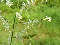 Image result for Blyxa hexandra