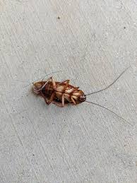 Sign up to receive reports on insect and disease threat levels, outbreak predictions. Beadle Bug Patrol Home Facebook