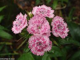 Dianthus Barbatus Sweet William Minnesota Wildflowers