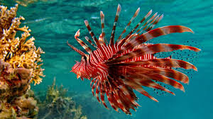 Of the available screensavers i was able to use endless slideshow was the best! Aquarium Screensaver Free Download Windows Xp Beautiful Lionfish 1920x1080 Wallpaper Teahub Io
