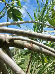 Image result for Breonadia