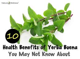 Maybe you would like to learn more about one of these? Yerba Buena S 10 Amazing Health Benefits