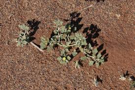 Image result for Grielum