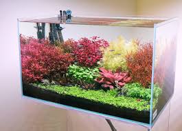 Image result for Hypoxis parvifolia