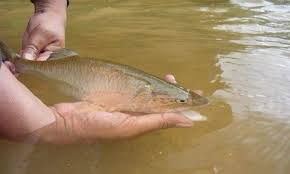 Sebarang urusniaga dengan pembekal tersenarai tidak melibatkan akuaponik malaysia. 15 Spesies Ikan Air Tawar Terbaik Part 5 Umpan