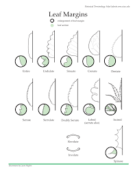 Image result for leaf margin entire