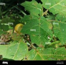 Image result for Solanum aculeatissimum