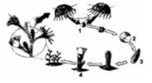 We did not find results for: Perhatikan Gambaran Reproduksi Coelenterata Obeli