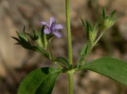 Image result for Platostoma coeruleum