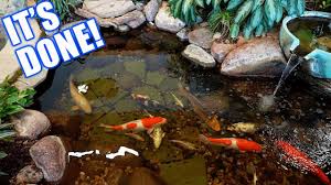 Apr 20, 2021 · the koi pond should be at least 3 feet deep so that the koi can descend and stay cool in the summer. Indoor Koi Pond The Big Reveal Youtube