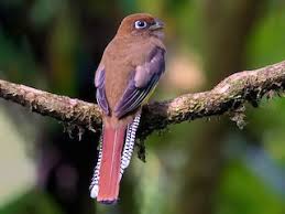 Image result for Tetrapogon tenellus