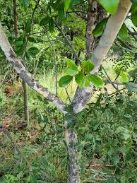 Image result for Ochna pulchra