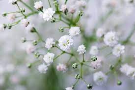White flowers similar to baby's breath. Baby S Breath Flowers What Other Baby S Breath Cultivars Are There
