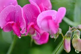 Image result for Lathyrus