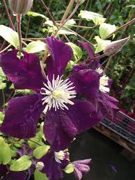 Check spelling or type a new query. Clematis Patens Warszawska Nike Wikidata