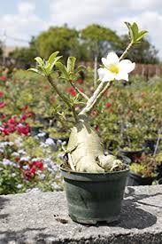 Shop from amazon global store to simplify the product import process from import duties to taxes and fees. Adenium Obesum White Desert Rose Live Plant Buy Online In Yemen At Yemen Desertcart Com Productid 32252183