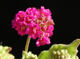 Image result for Boerhavia coccinea