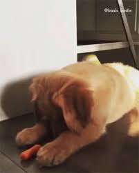 Funny Pet Videos Funny Pet Video Gifs Gif Funnypetvideos Funnypetvideogifs Dog Discover Share Gifs Funny Animal Videos Puppies Animal Gifs