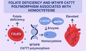 Image result for Folate Deficiency