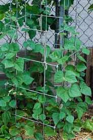 Seeds sown too early may rot in cold, damp soil, 1 ﻿ and the plants need warm weather to thrive. Growing Green Beans